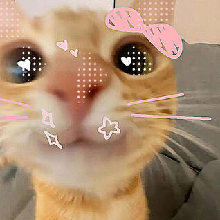 cattocat